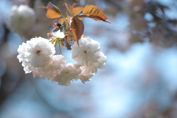 ＜s20-142＞nanumotoさん：最後の花道／4月15日(水)／千葉観音寺