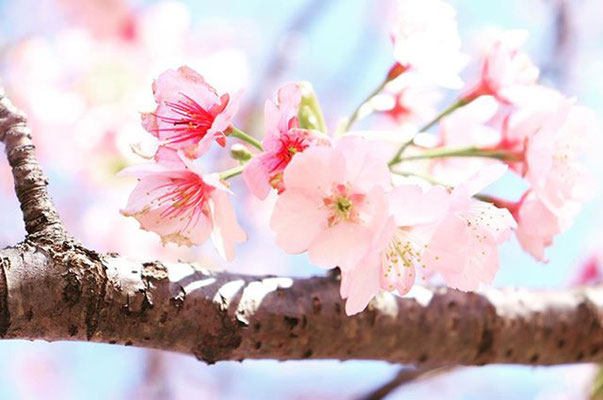 〈s20-037〉tabi2018nohohonさん：北浅羽桜堤 『可憐』／3月20日(金)／埼玉県坂戸市