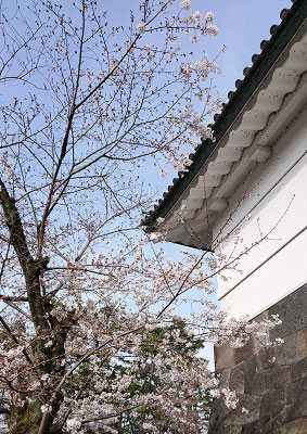 〈s20-014〉たけさん：桜田門は三分咲？／3月22日(日)／桜田門