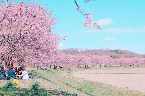 〈s20-022〉tabi2018nohohonさん：さくら、さくら、いまさきほこる／3月20日(金)／埼玉県坂戸市・北浅羽桜堤