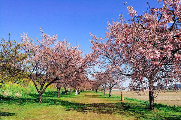 〈s20-025〉tabi2018nohohonさん：3月25日(水)／埼玉県坂戸市・北浅羽桜堤