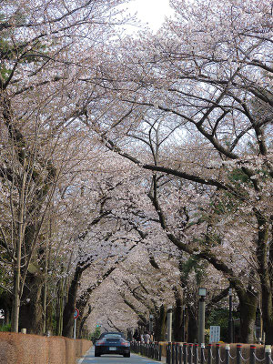 〈s20-016〉Kimsさん：青山墓地はまだまだこれから／3月23日(月)／東京都港区・青山墓地