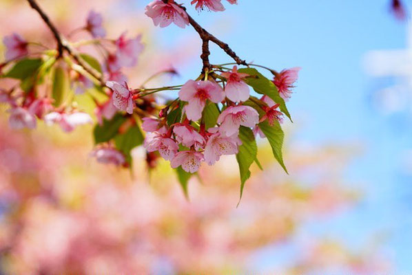 ＜s20-066＞bonita1031さん：そろそろ散りはじめ／3月16日(日)／敷島緑地