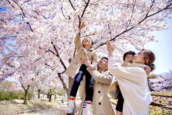 ＜s20-181＞なこさん：桜満開／4月4日／姫路城