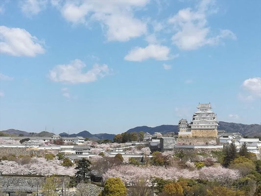 ＜s20-128＞浦野陽子さん：姫路城の桜 遠景／2020年4月5日(日)／姫路城