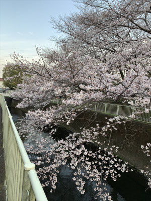 〈s20-030〉Katsuさん：神田川の桜／3月22日(日)／杉並区高井戸　神田川
