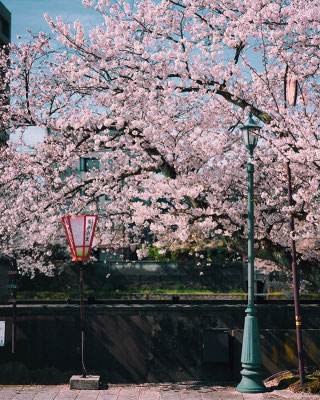 ＜s20-131＞coloring4122さん：桜と燈と雪洞と