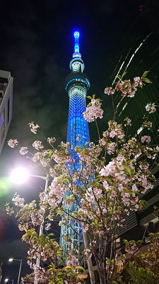 〈s20-168〉たけさん：これは、何桜？／4月24日(金)／スカイツリー