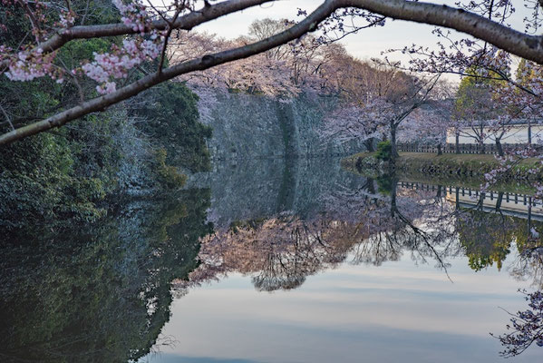 〈s20-102〉ぽせいどんさん：Reflection SAKURA／2019年4月5日(金)／姫路城