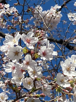 〈s20-021〉なりえもんさん：満開の桜／3月22日(日)／上野公園