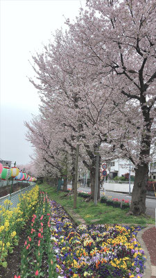 ＜s20-078＞saiさん：自粛でも希望／3月31日(火)／横浜市