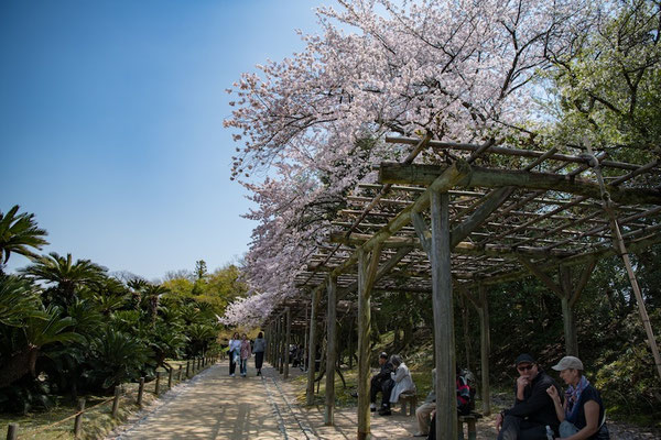 〈s20-105〉ぽせいどんさん：三名園の春／2019年4月8日(月)／後楽園