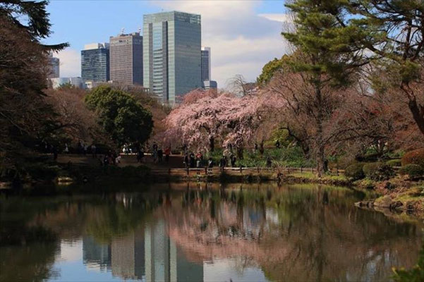 〈s20-012〉eiji_331さん：卒業式 ~桜の横断幕~／3月15日(日)／新宿御苑