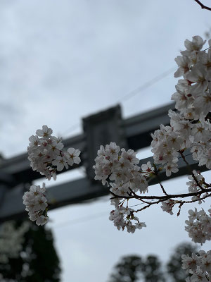 〈s20-042〉かよたんさん：コロナ終息祈願／3月27日(金)／香取神宮