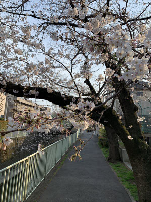 〈s20-027〉Katsuさん：神田川の桜／3月22日(日)／杉並区高井戸　神田川