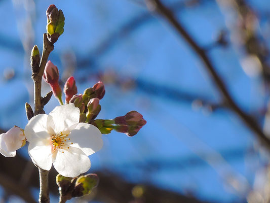 〈s20-004〉b'さん：やっと春が来た.2／3月19日(木)／埼玉県新座市