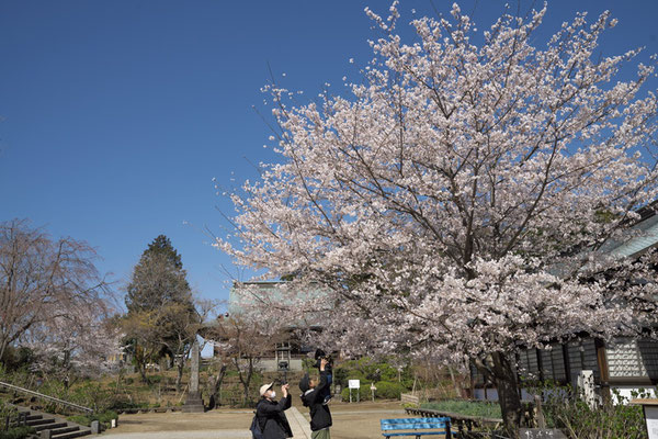 〈s20-056〉nanumotoさん：この木のように大きくなあれ／3月24日(火)／松戸市本土寺