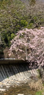＜s20-096＞トッキーさん：川沿いに咲く桜／4月2日(木)／茨城県横川温泉