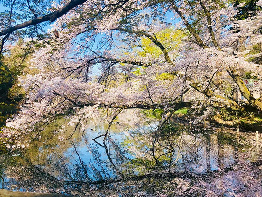 〈s20-167〉まさまささん：桜満開 早朝6:00／4月4日(土)／井の頭公園