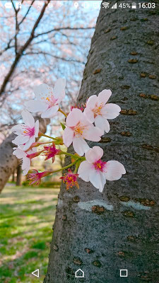 〈s20-147〉たかたんさん：ひょっこり桜／3月29日(日)／清久桜通り