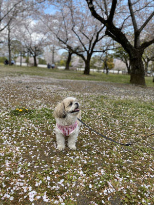 ＜s20-130＞まりりんさん：愛犬と桜／4月11日(土)／駿府城公園