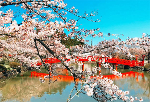 ＜s20-161＞金沢朱莉さん：桜と橋／4月3日（金）／福島県相馬市