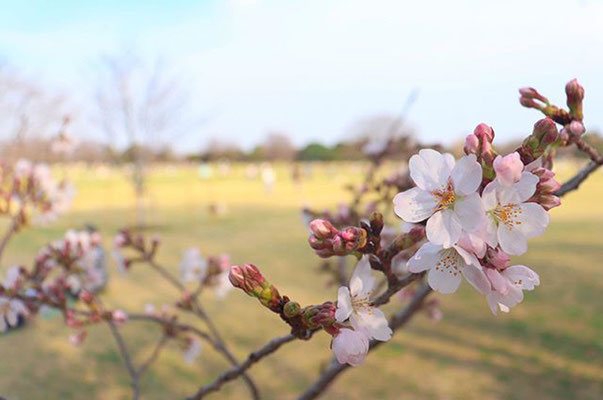 〈s20-035〉tabi2018nohohonさん：国営昭和記念公園にて。／3月21日(土)／東京都立川市