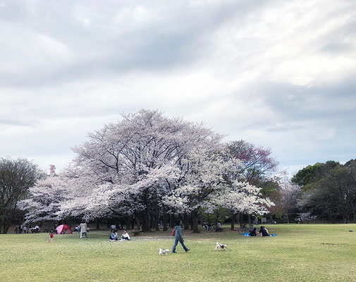 〈s20-055〉nanumotoさん：桜 満喫／3月27日(金)／柏の葉公園／自粛なので人があまりいなかったけど、それなりにきれいな桜を見れました