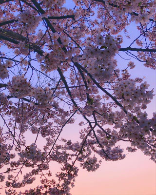  ＜s20-155＞amyko_oさん：ゆうぐれさくら。／4月9日(木)／佐渡