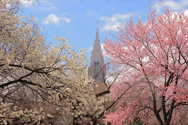 〈s20-011〉eiji_331さん：卒業式 ~桜の横断幕~／3月15日(日)／新宿御苑