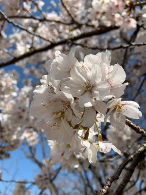 〈s20-006〉中嶋克彦さん：桜いろいろ／3月19日(木)／新宿御苑