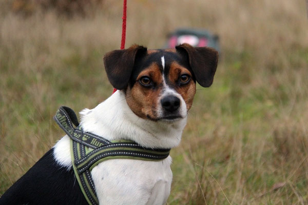 DanskyTreffen in Norddeutschland dansk svensk gardhund welpen