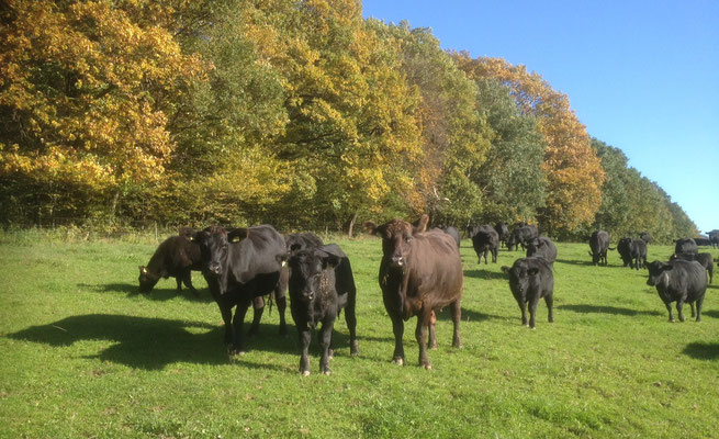Aberdeen-Angus-Rinder auf der Weide. Quelle: Gut Fahrenbach