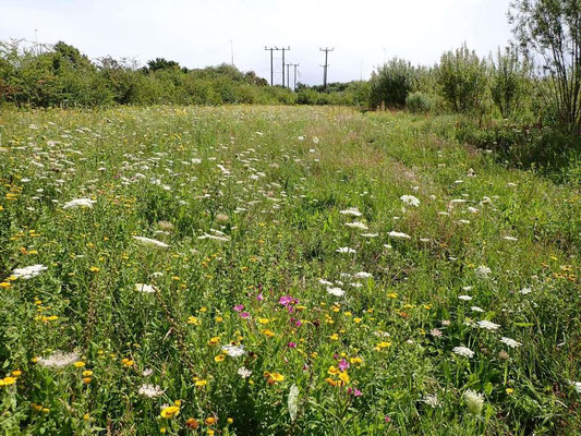 Triangle North Ride Wild carrot & Fleabane 12.08.2023