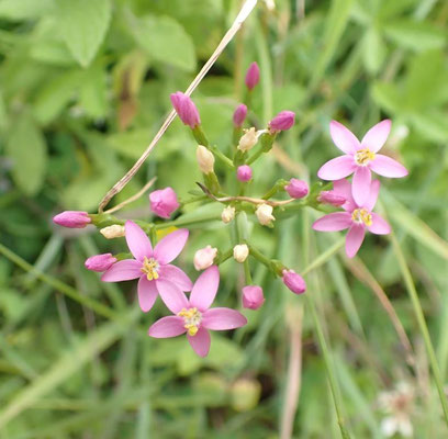 Common centaury fls from Triangle 09.07.2023