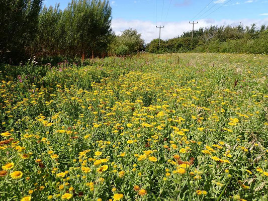 Fleabane