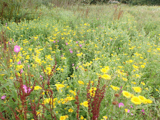 Fleabane and Great willowherb