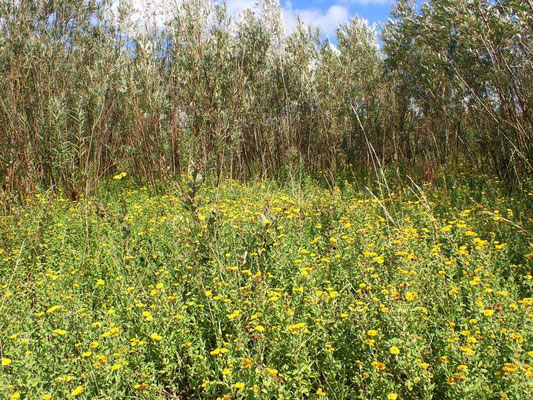 Fleabane in fl under Osier Coppice stand, Triangle 12.08.2023