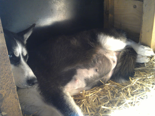 ... oder doch lieber im Stroh?