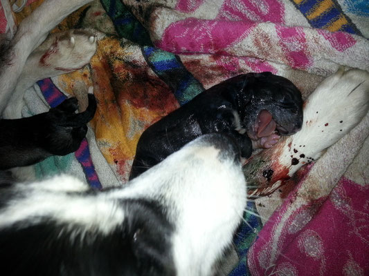 Mama leckt instinktiv zuerst die Nase, damit der Kleine ungehindert mit Atmen beginnen kann