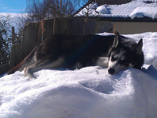 Den dicken Bauch im Schnee kühlen