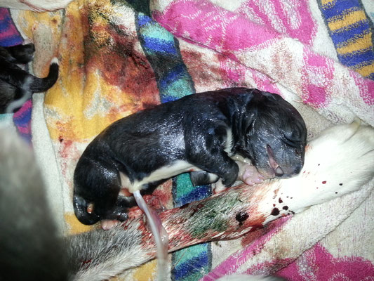 soeben geboren - die entscheidenden Momente bis zum ersten Atemzug...