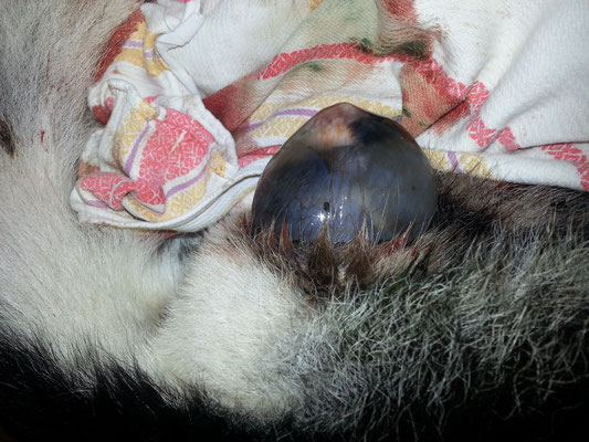 Wie aus einer anderen Welt schwimmt das zur Welt kommende Wesen noch in seiner Fruchtblase