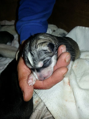 was aus dem Kleinen wohl werden wird?