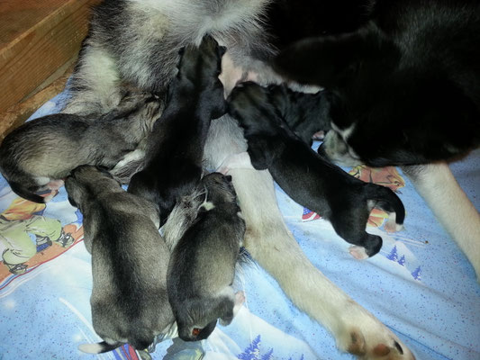 erstaunlich wie die Neugeborenen die Zitzen finden und saugen können