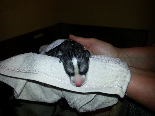 hoffentlich kann dieses Wesen ein Leben lang glücklich sein