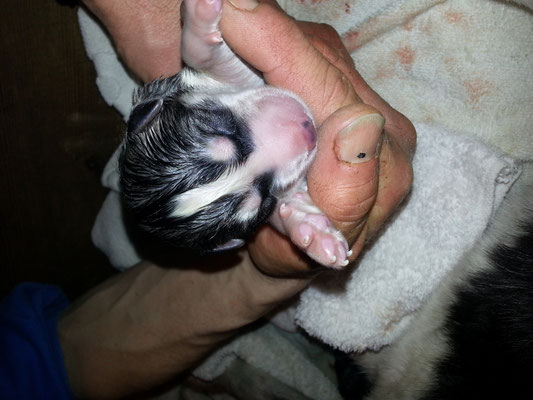 jede Geburt ist ein ergreifender Moment