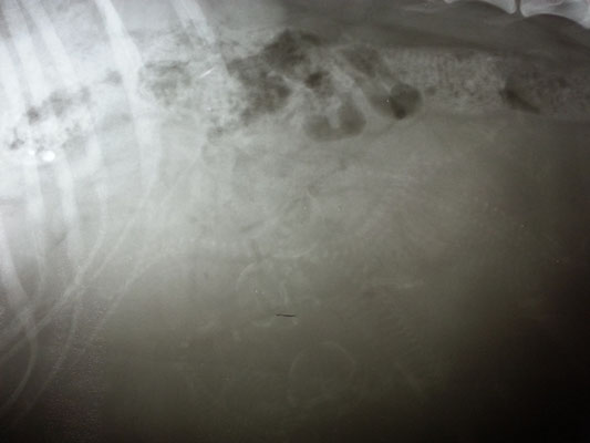 6 kleine Harialendils sind zu sehen, hier allerdings etwas undeutlich. Der Tierarzt glaubte sogar ein siebtes zu entdecken.