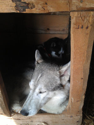 stets von Walendil bewacht