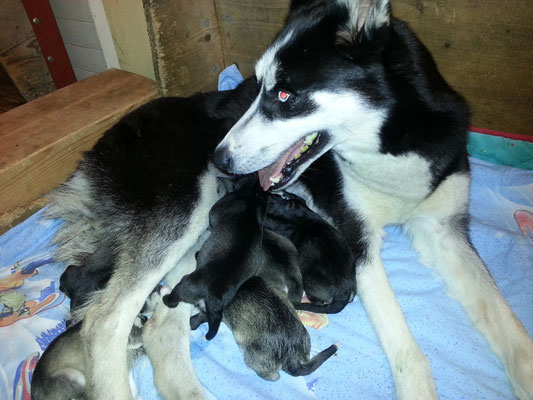 der "Milcheinschuss" passiert während der Geburt